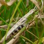 meadow grasshopper